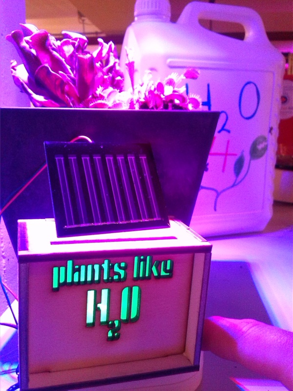 Plant blink.jpg