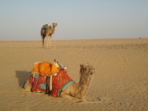 File:Camel.jpg