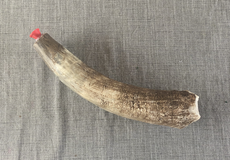 File:Water buffalo Vuvuzela.png