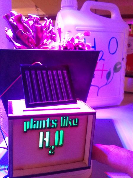 File:Plant blink.jpg