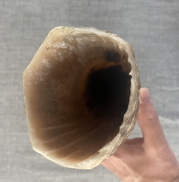 File:Water Buffalo horn end-on.png